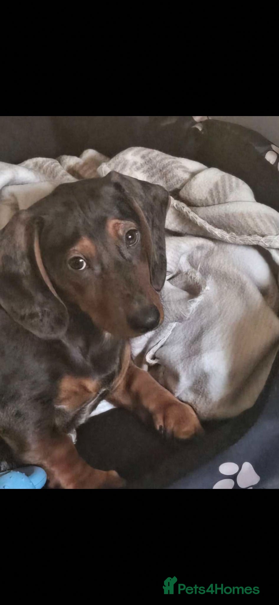 Dachshund dogs Puppy for sale  - Advert 18