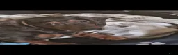 Dachshund dogs for sale: Puppy for sale  - Advert 8