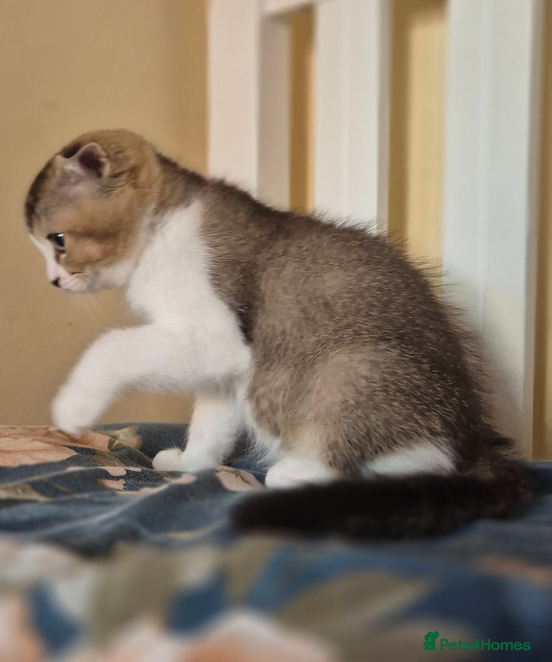 Scottish Fold cats for sale: TICA registered Scottish Fold ready to collect  - Image 22