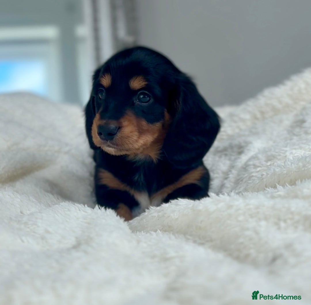 Miniature Dachshund dogs for sale: Miniature Dachshund - only Males available  - Advert 1