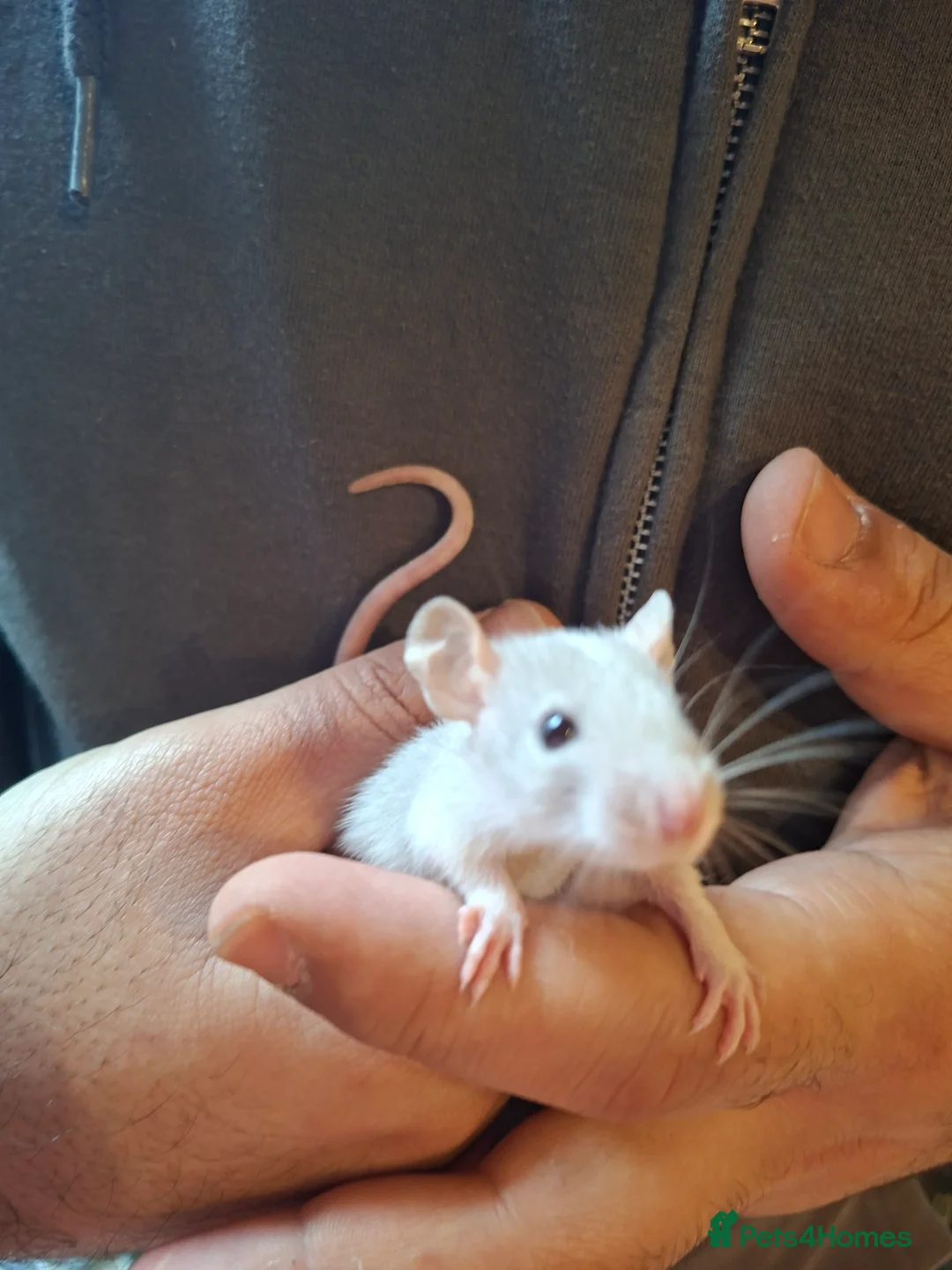 Rat rodents for sale: Hand tame dumbo baby rats - Advert 1