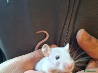 Rat rodents Hand tame dumbo baby rats - Advert 2