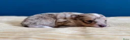 Shetland Sheepdog dogs for sale: Shetland Sheepdog Puppies  in Brough - Advert 4