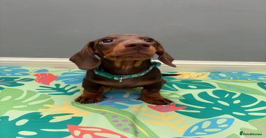 Miniature Dachshund dogs - Advert 3