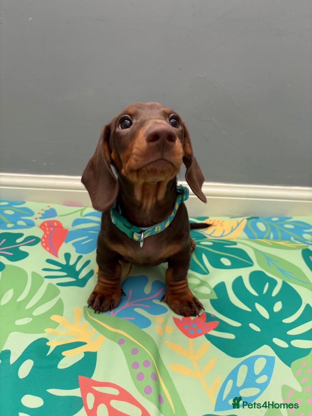 Miniature Dachshund dogs for sale: Ready to go-Gorgeous miniature Dachshund puppies   - Image 3