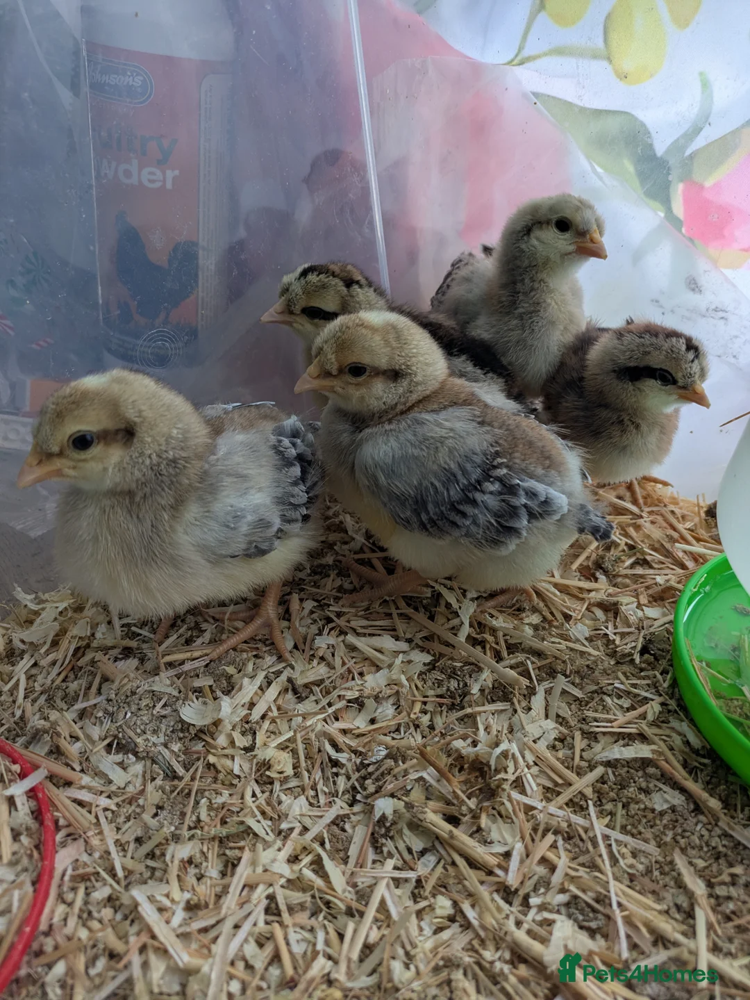 Chickens poultry for sale: 3 male cream legbar chicks  in Saint Austell - Advert 2