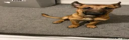 Belgian Shepherd Dog dogs for sale: Male 5month old Malinios Puppy for sale - Advert 4
