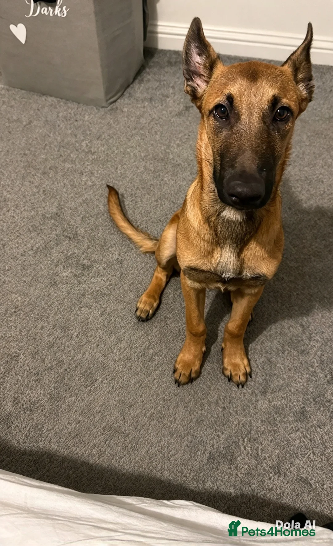Belgian Shepherd Dog dogs for sale: Male 5month old Malinios Puppy for sale - Advert 4