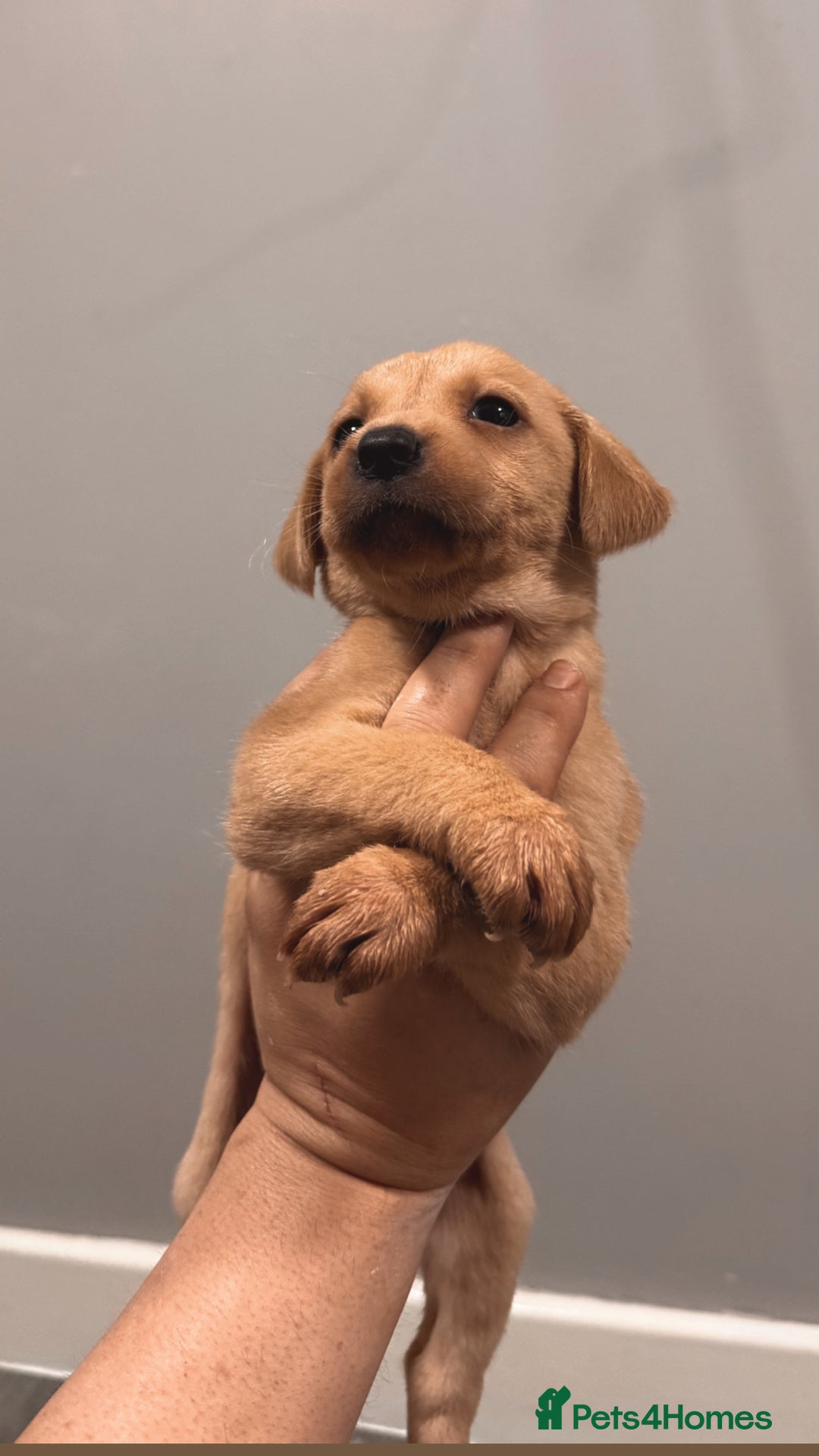 Labrador Retriever dogs for sale: Beautiful, fox red labradors - Advert 9