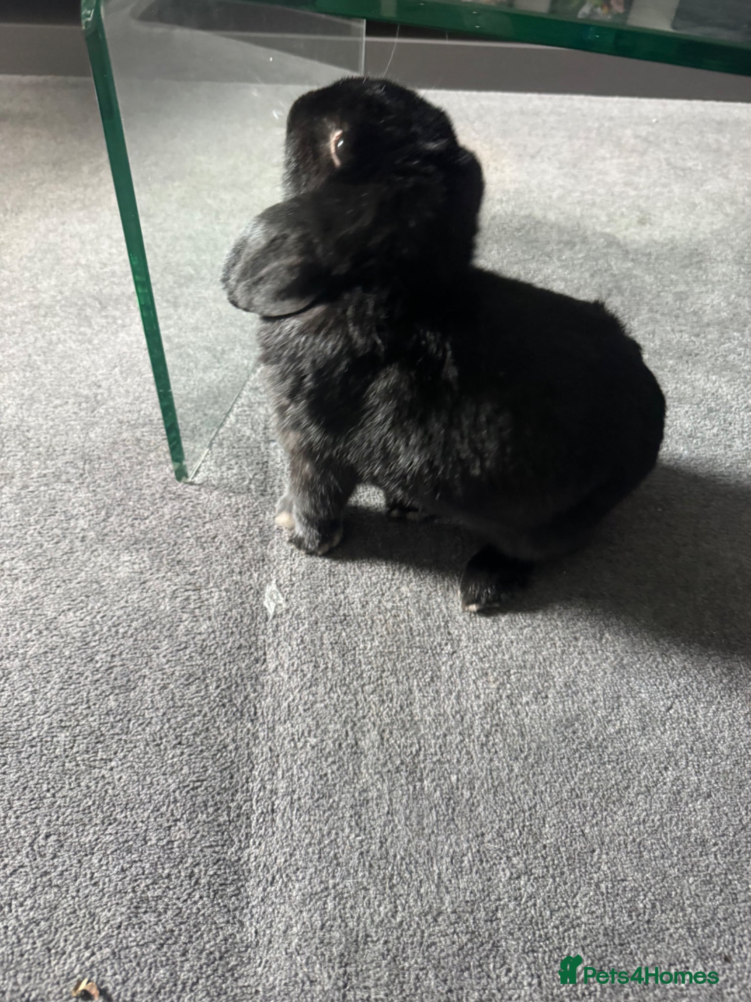 Mini Lop rabbits Beautiful, friendly boy.  - Advert 4