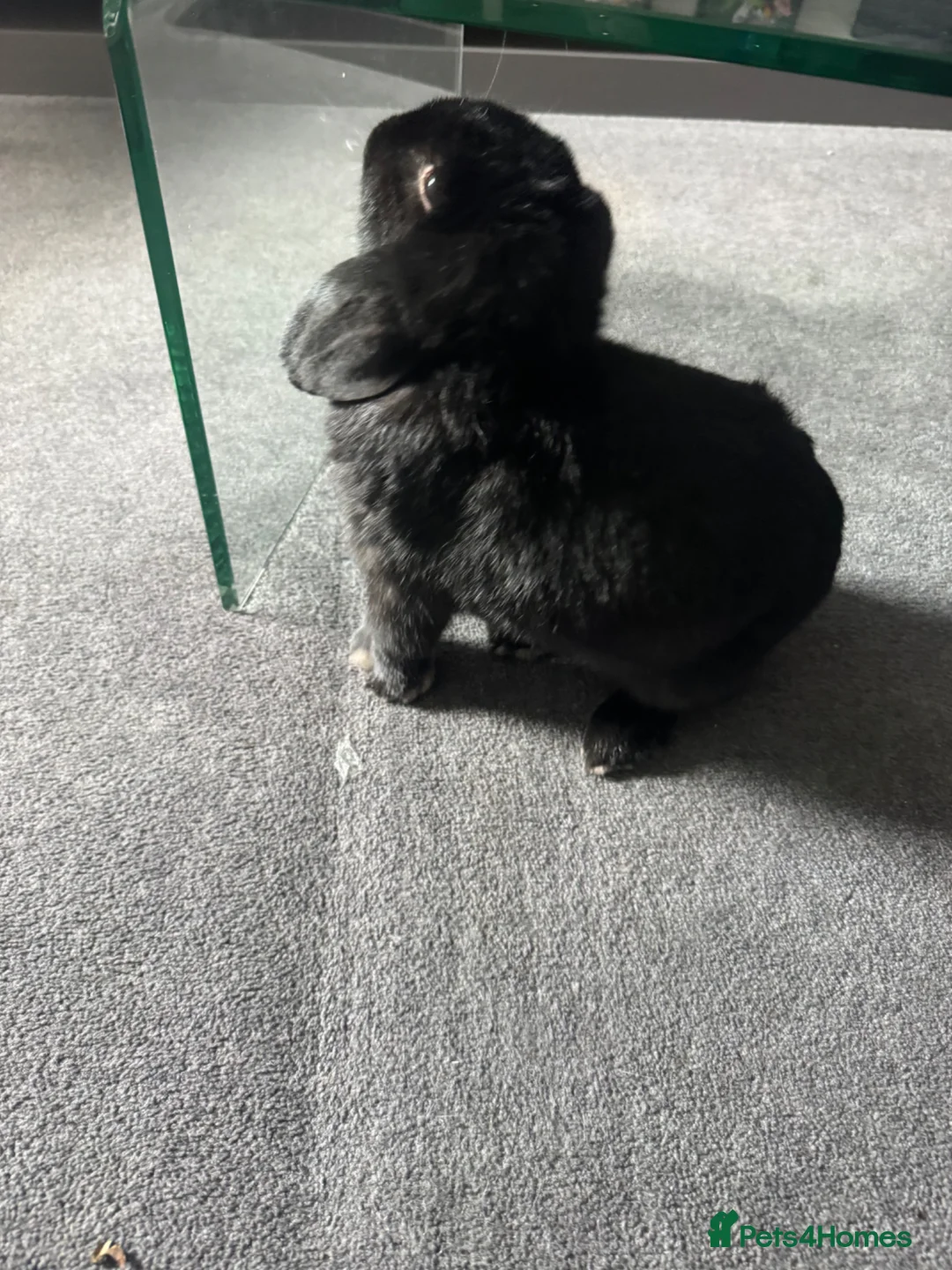 Mini Lop rabbits for sale: Beautiful, friendly boy.  - Advert 1