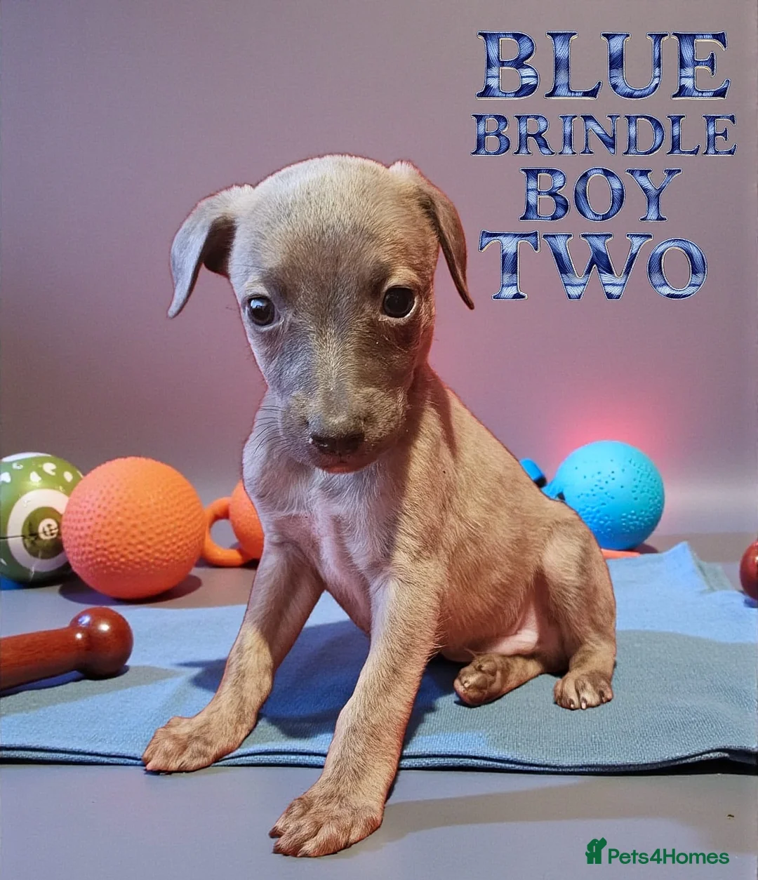 Whippet dogs for sale: Beautiful whippet puppies  - Advert 8