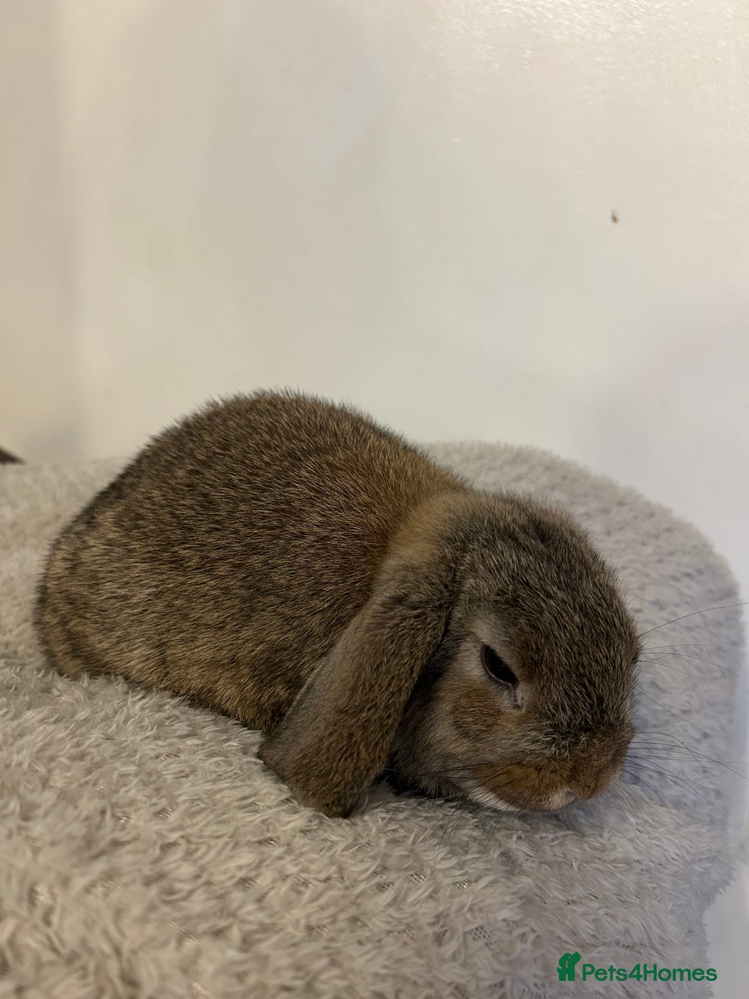 Mini Lop rabbits for sale: Mini lop babies  - Image 10