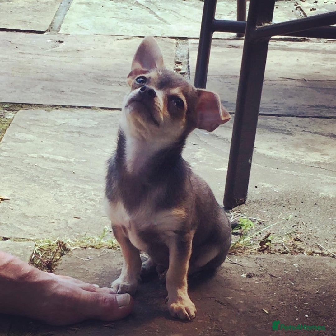 Chihuahua dogs for stud: Kenobi  - Advert 9