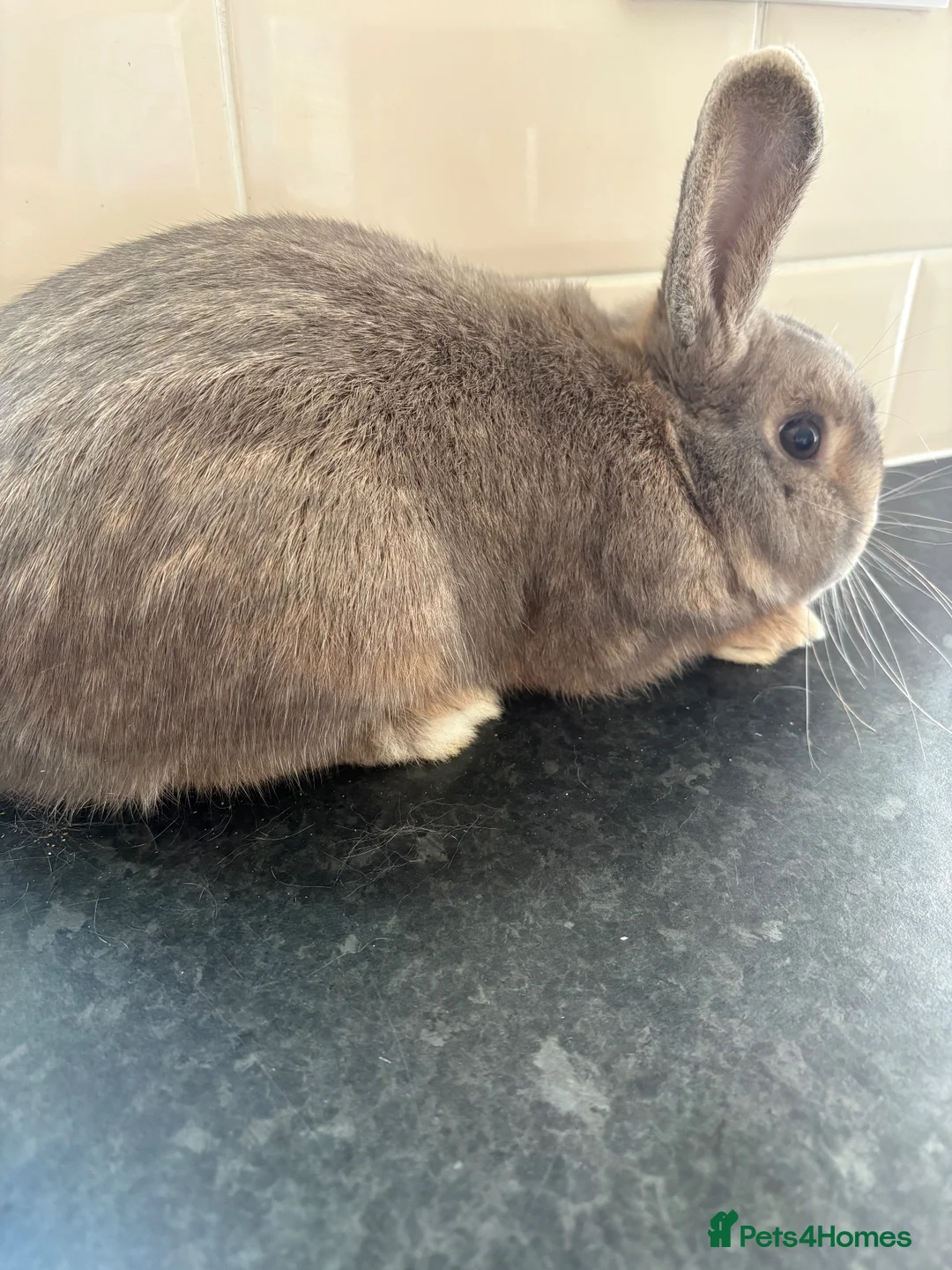 Mixed Breed rabbits for sale: Mini lop/New Zealand bunny  in Torpoint - Advert 3