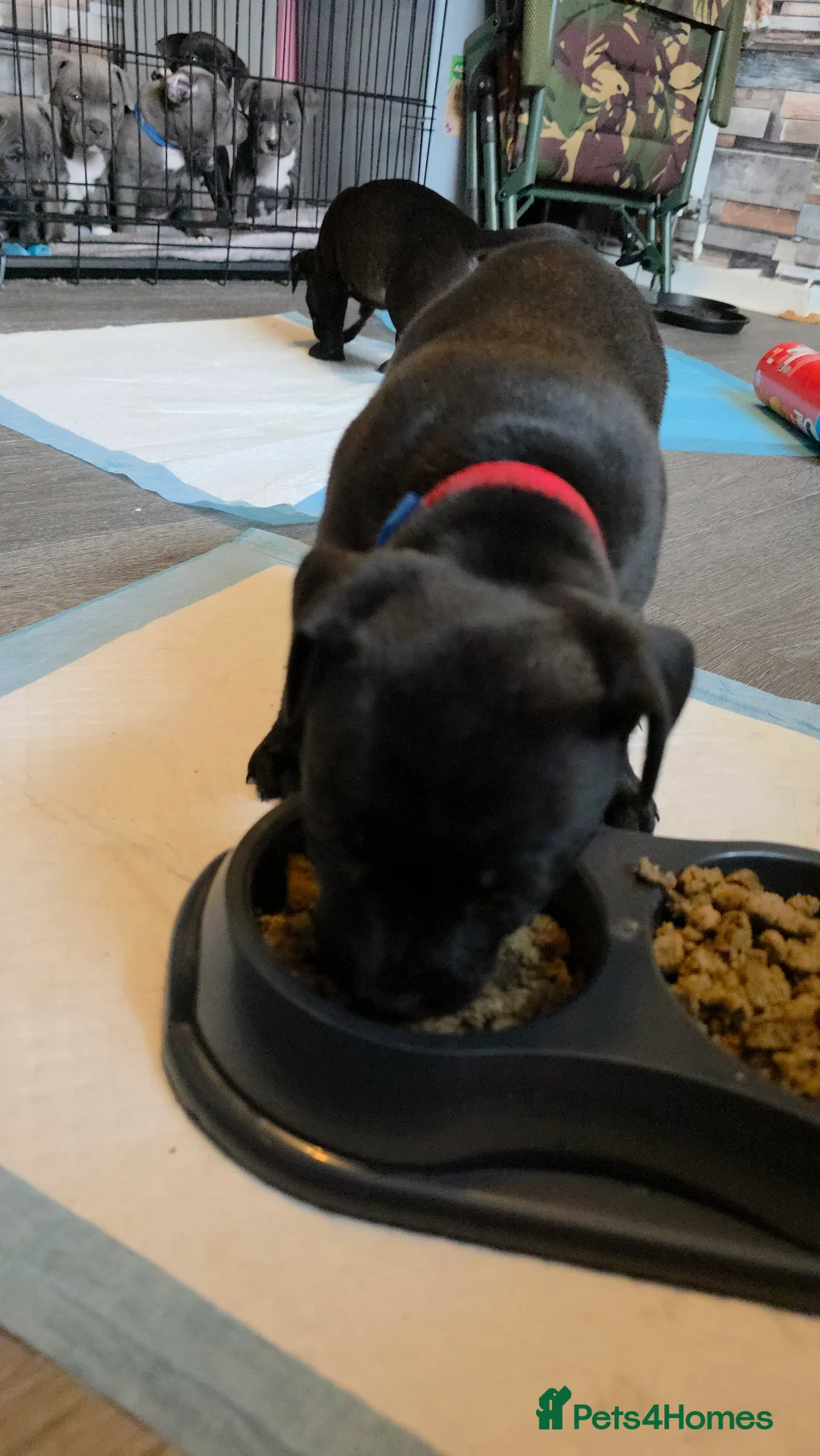 Staffordshire Bull Terrier dogs for sale: Staffordshire bull terrier blues  - Advert 31