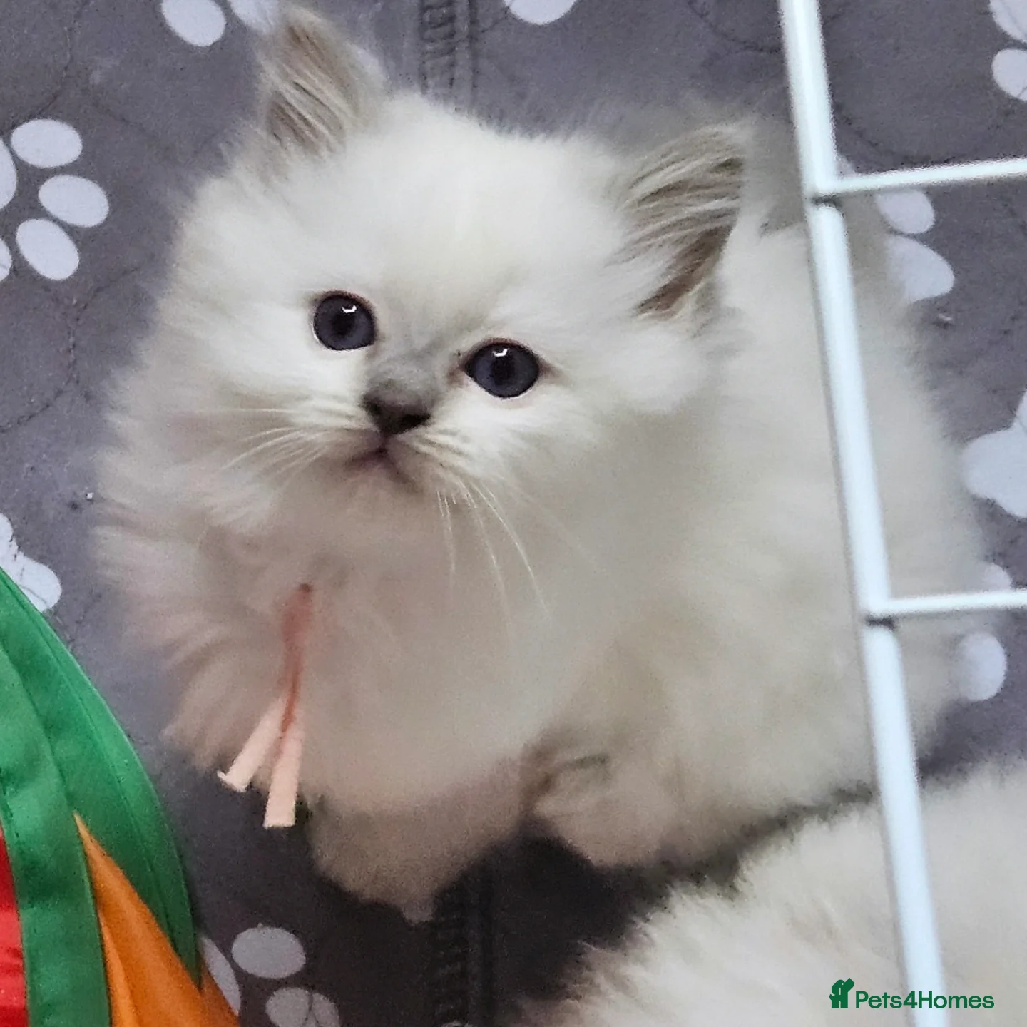 Ragdoll cats Lilac tica registered ragdolls - Advert 17