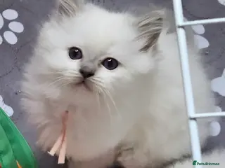 Ragdoll cats Lilac tica registered ragdolls - Advert 17