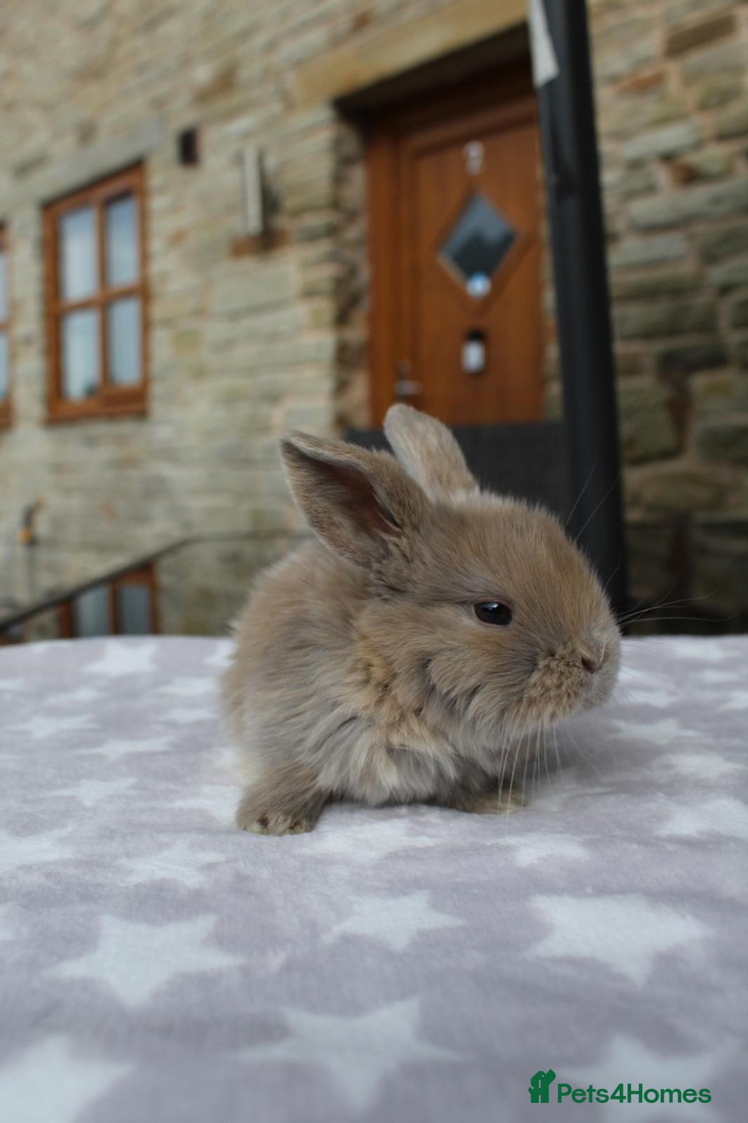 Mini Lop rabbits for sale: Beautiful Litter of Mini Lops - 4 boys & 1 girl - Image 3