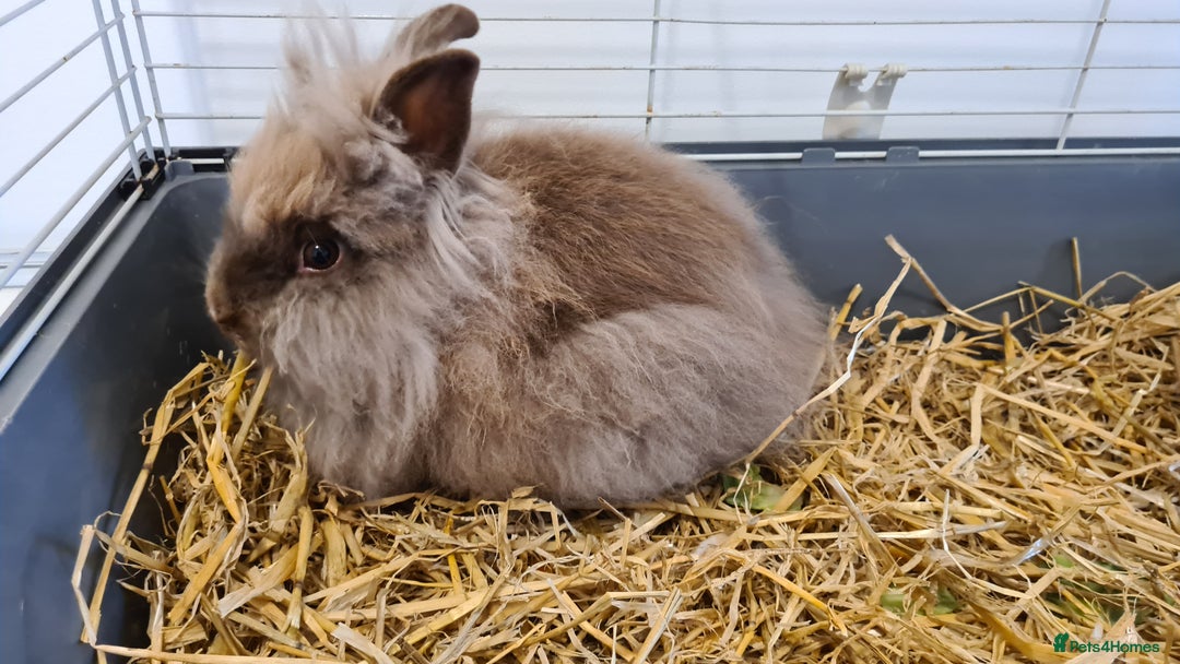 Lionhead rabbits for sale:  Last little Lionhead Boy Left - Image 4