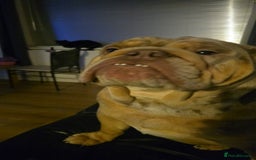 English Bulldog dogs for sale: Rocky  - Image 4