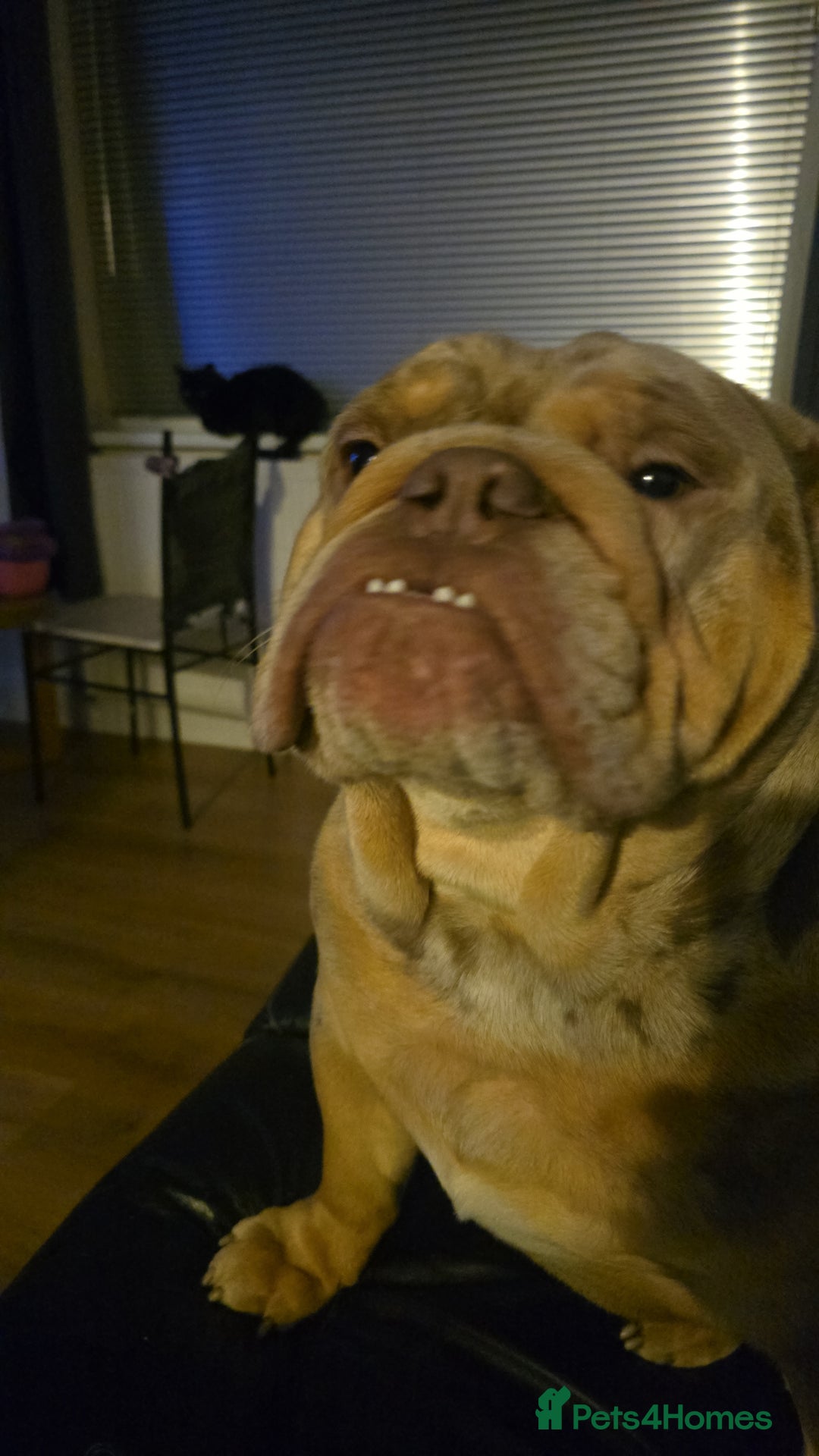 English Bulldog dogs for sale: Rocky  - Image 4