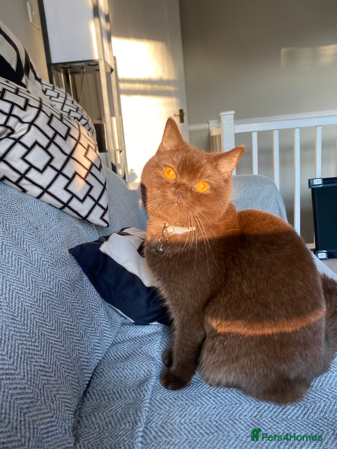 British Shorthair cats for sale: Female cinnamon brown British shorthair  - Image 1