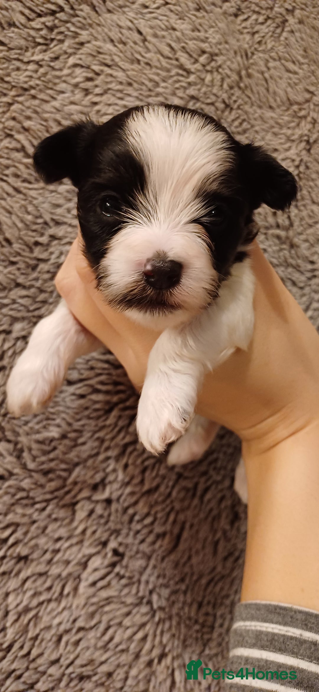 Mixed Breed dogs for sale: Yorkshire Biewer puppies 2 girls available  - Advert 4