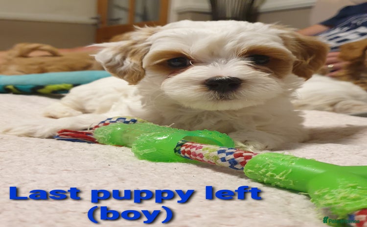 Maltipoo dogs - Advert 7