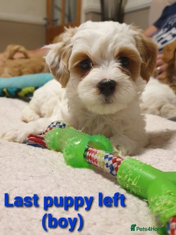 Maltipoo dogs - Advert 7