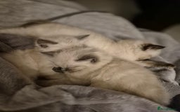 Ragdoll cats for sale: Pure Breed Ragdoll Kittens  - Advert 13