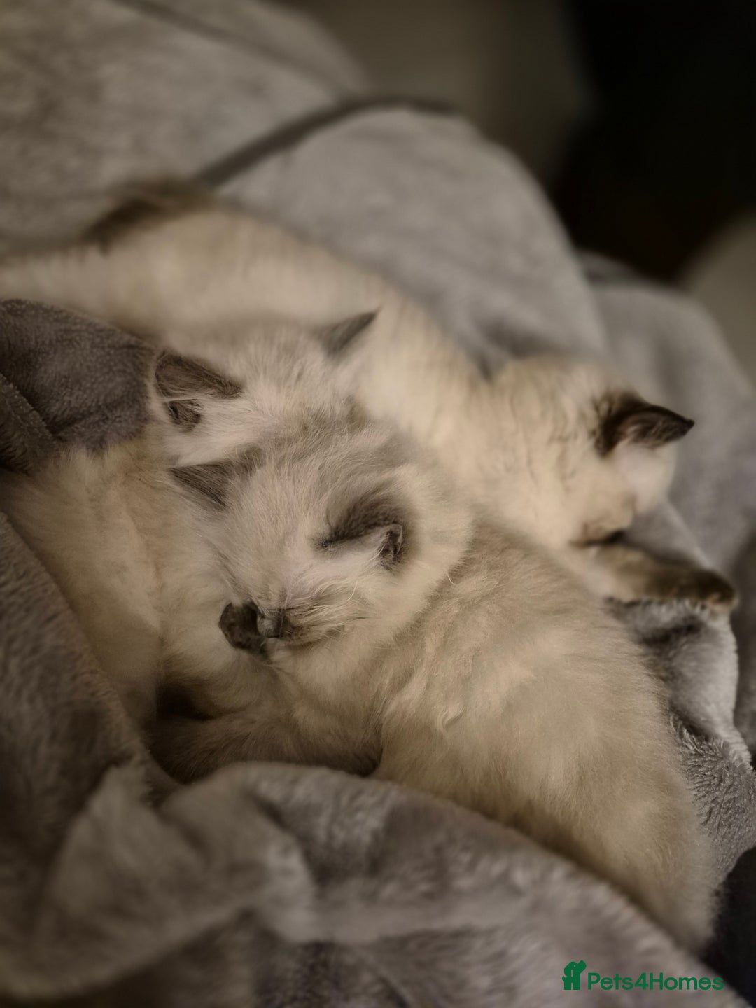 Ragdoll cats for sale: Pure Breed Ragdoll Kittens  - Advert 13