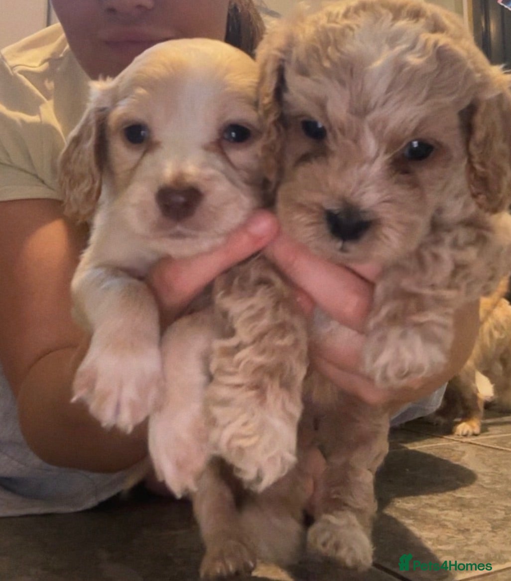 Cockapoo dogs F2 cockapoo puppy - Advert 18