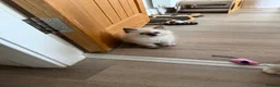 Ragdoll cats for sale: Ragdoll kittens  - Advert 3
