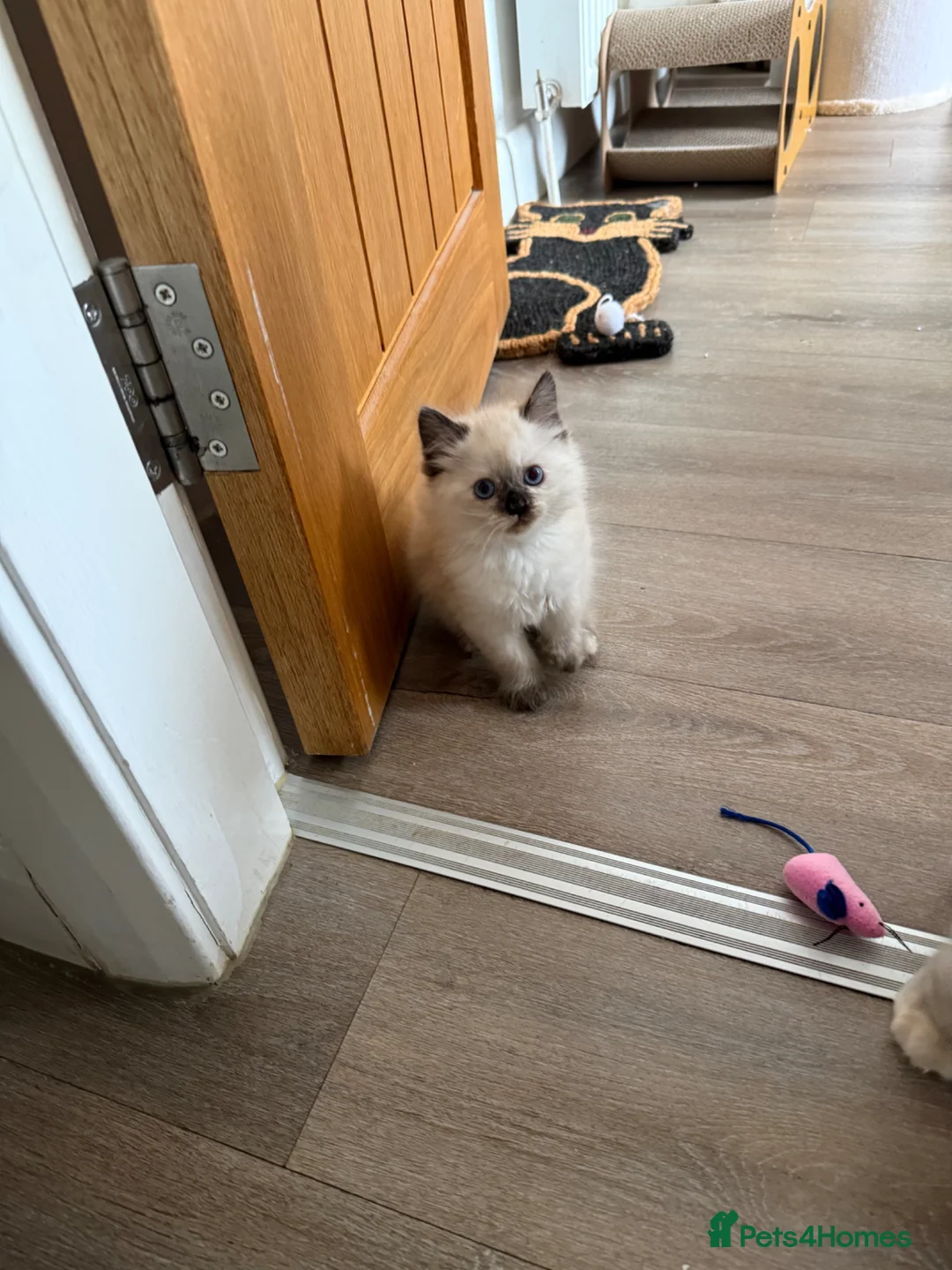 Ragdoll cats for sale: Ragdoll kitten.  One girl  ready now - Advert 2