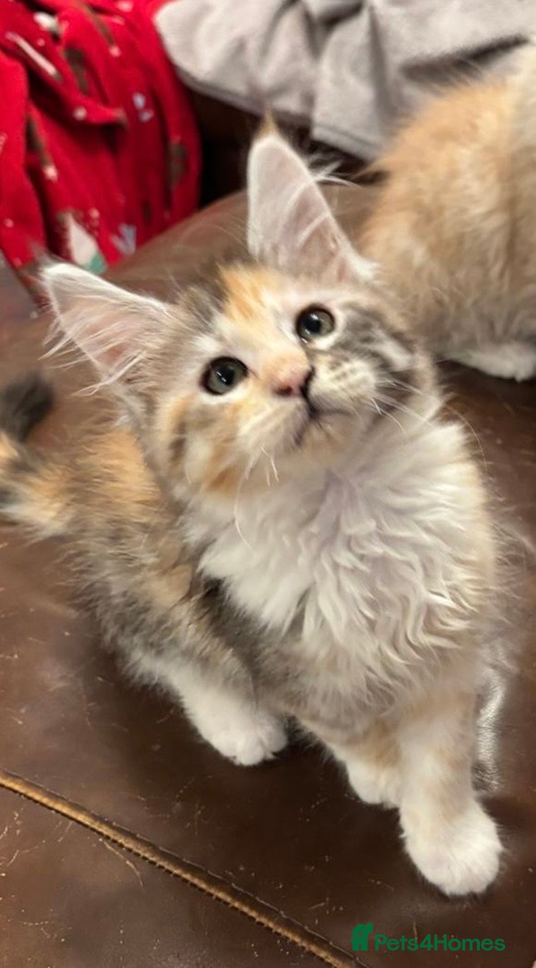 Maine Coon cats for sale: Pure Breed Mainecoon kittens for sale.  - Advert 4