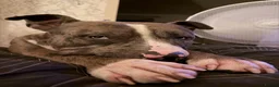Mixed Breed dogs for sale: 2 year old Tyson in Northampton - Advert 3