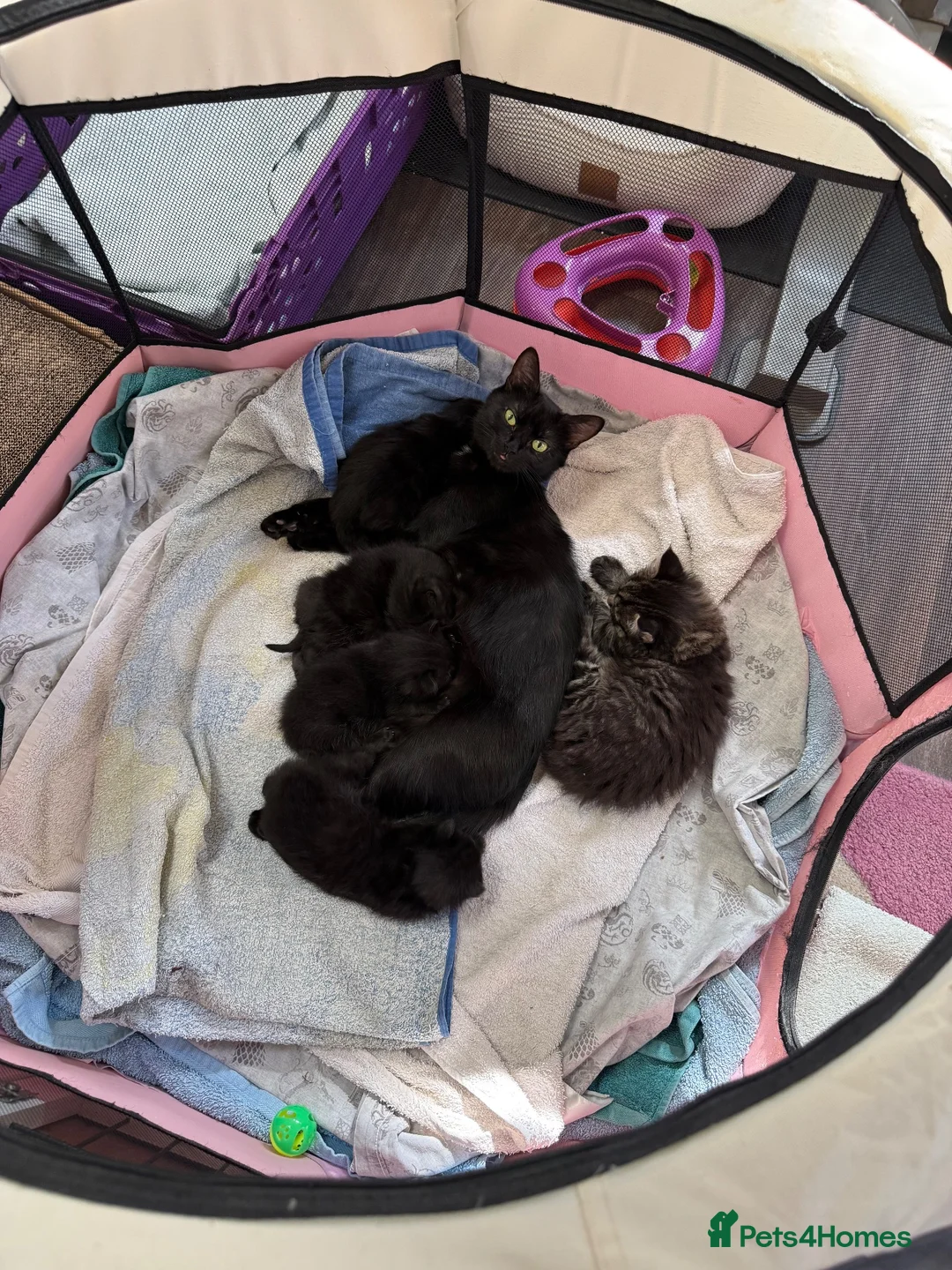 Maine Coon cats for sale: Maine coon (half) kittens  - Advert 1