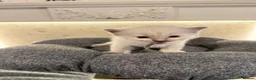 Ragdoll cats for sale: *** 5 Pure Ragdoll Kittens for Sale*** - Advert 14