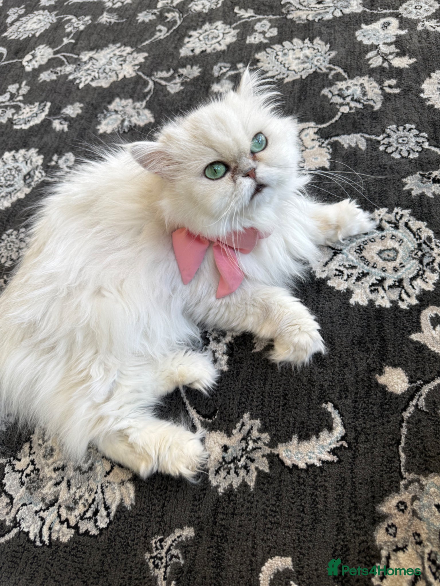 Persian cats Persian aqua blue eyed Cat for Sale  - Advert 8
