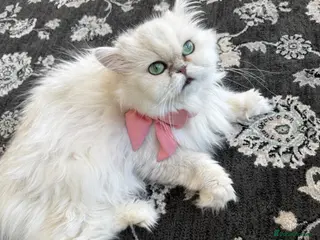 Persian cats Persian aqua blue eyed Cat for Sale - Advert 8
