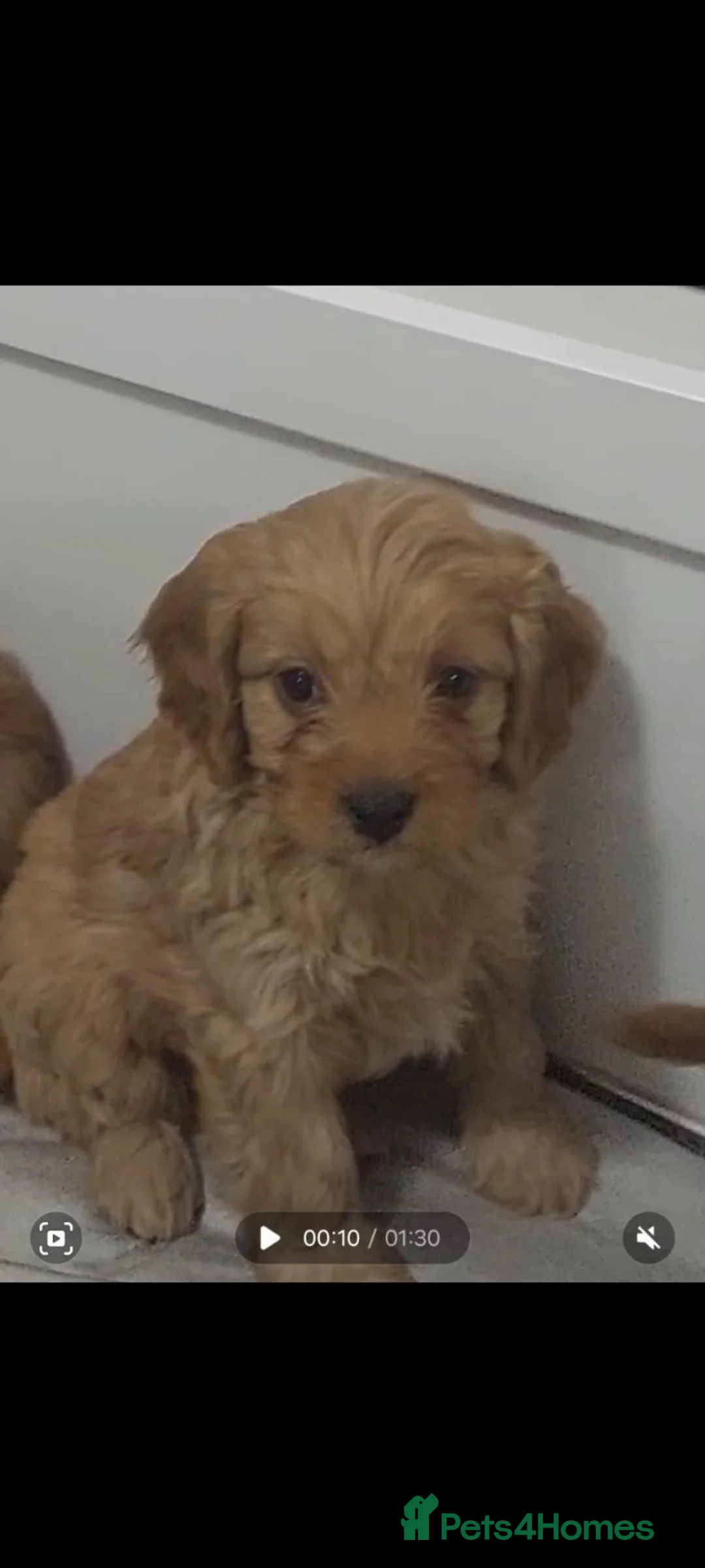 Cavapoo dogs for sale: F1 cavapoo puppies  - Advert 2