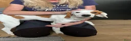 Mixed Breed dogs for sale: Royal Springhound (Springlier’s) - Advert 3
