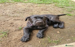 Mixed Breed dogs for sale: German shepherd cross neapolitan mastiff male - Image 4