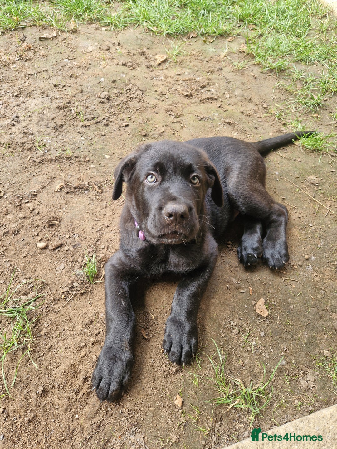 Mixed Breed dogs for sale: German shepherd cross neapolitan mastiff male - Image 4