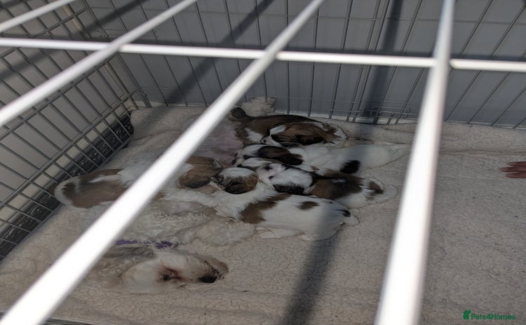 Shih Tzu dogs - Advert 14