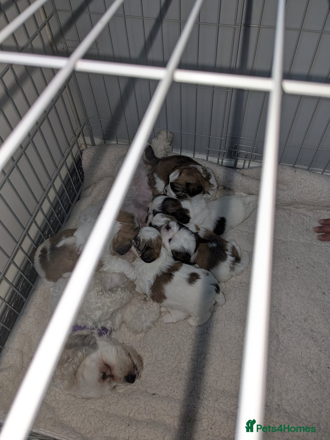 Shih Tzu dogs for sale: Shih Tzu puppies  - Image 4