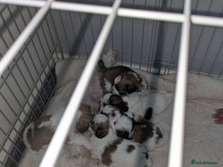 Shih Tzu dogs - Advert 28