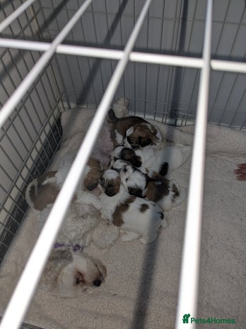 Shih Tzu dogs - Advert 14