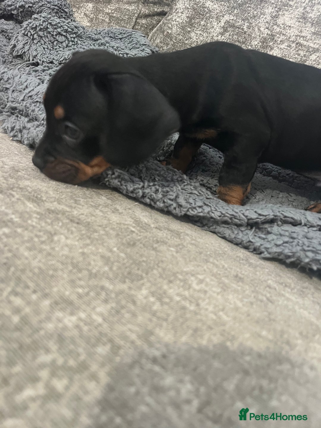 Mixed Breed dogs for sale: Miniature dachshund X French bulldog  - Image 33